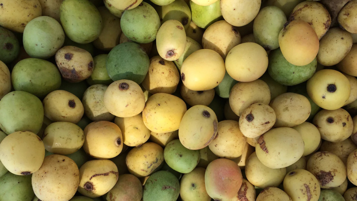 Marula Core Marula Oil: Africa's Liquid Gold for Radiant, Ageless Skin – Healing Earth